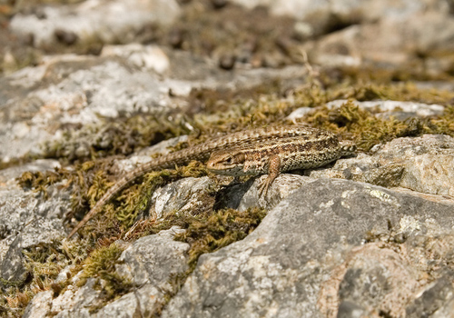 Lizard 4 DM0310